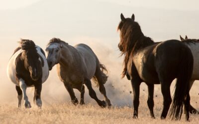 Fluid Leadership: Lessons from Horse Herds and High-Performing Teams
