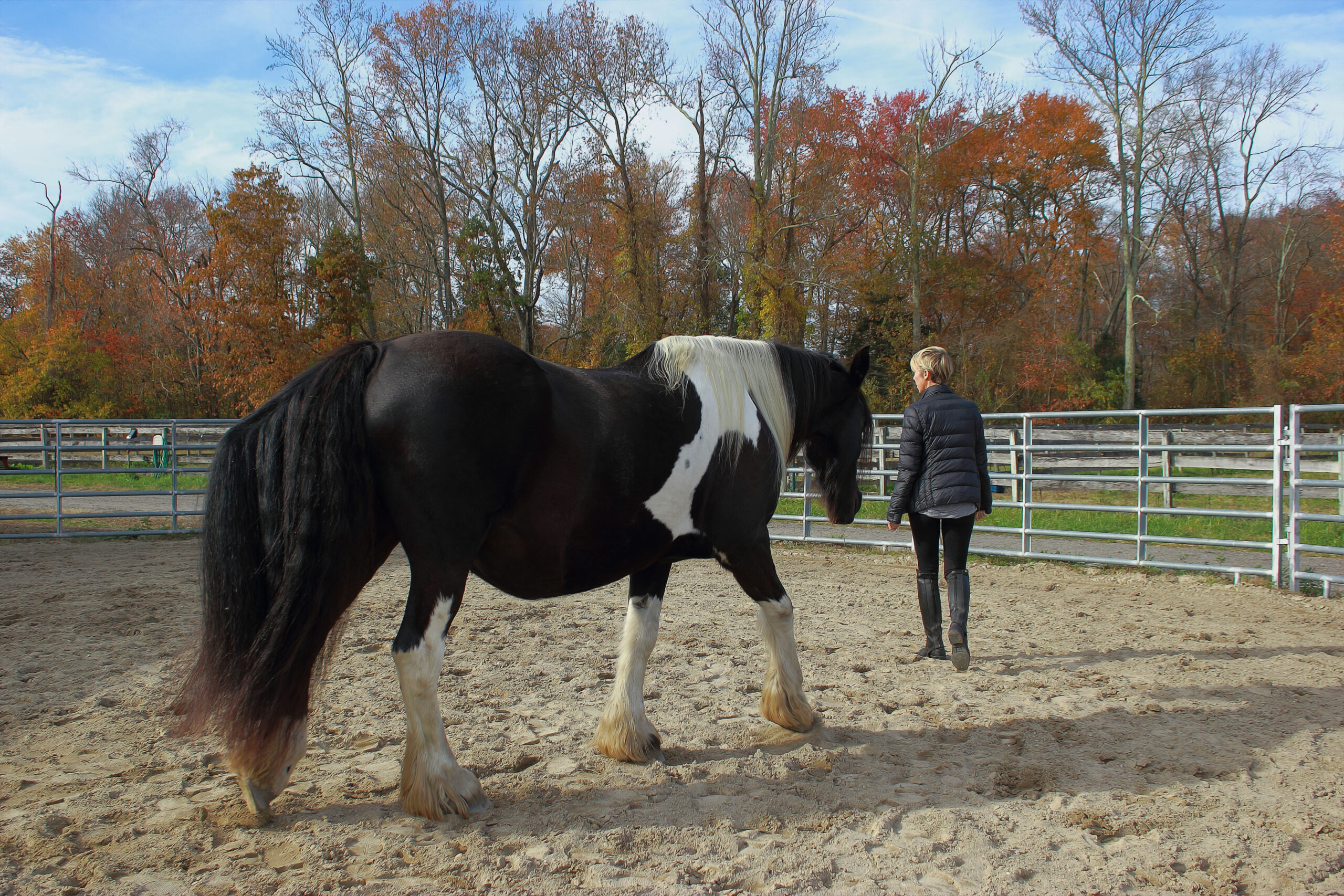 A woman walking around the round pen with a horse.